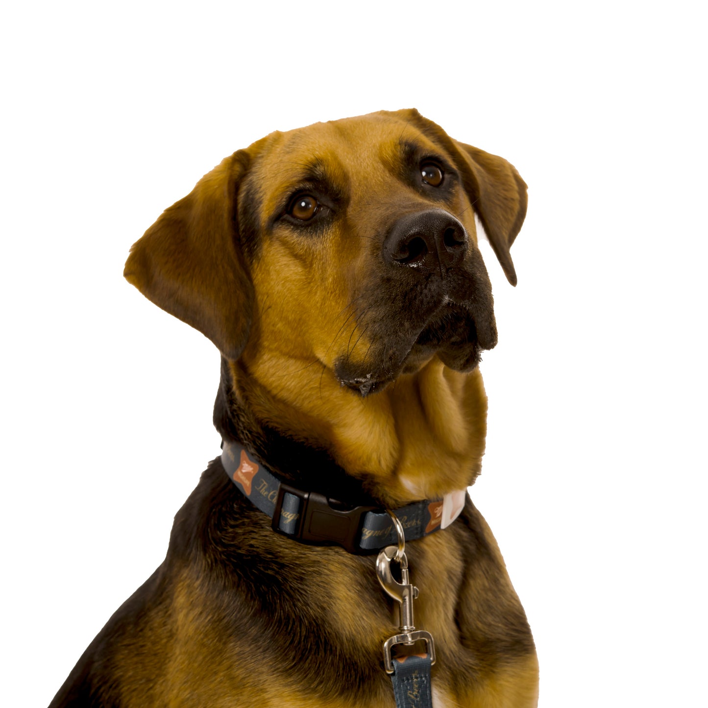 HIGH LIFE PET COLLAR
